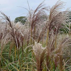 Miscanthus sinensis 'Kleine Silberspinne' ---